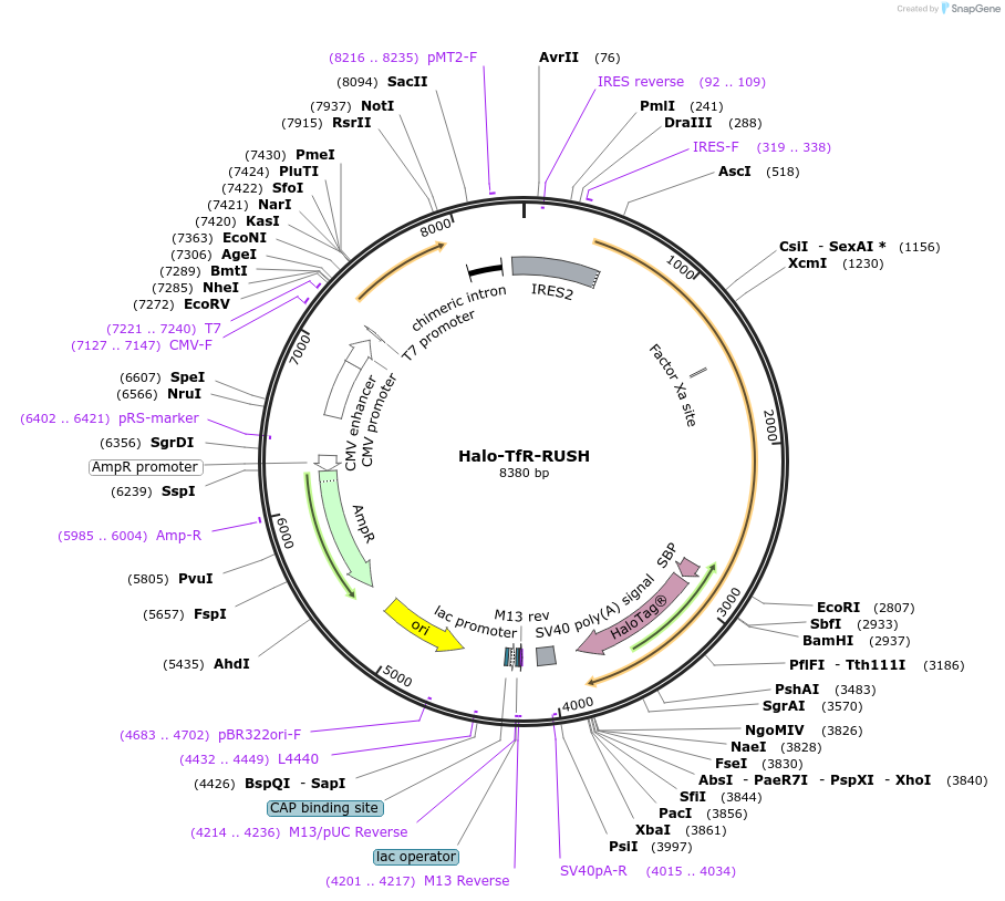 166905-plasmid-map-sequence-id-328224