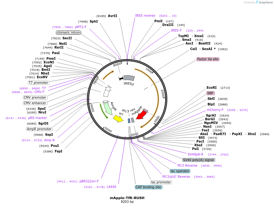 166906-plasmid-map-sequence-id-328225