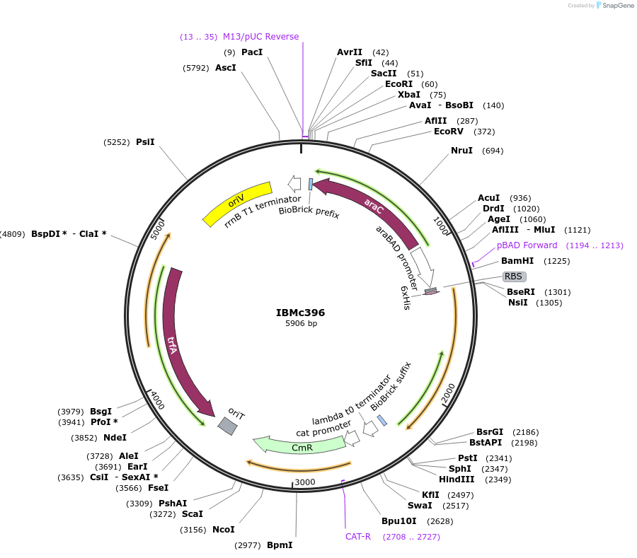 161954-plasmid-map-sequence-id-328230