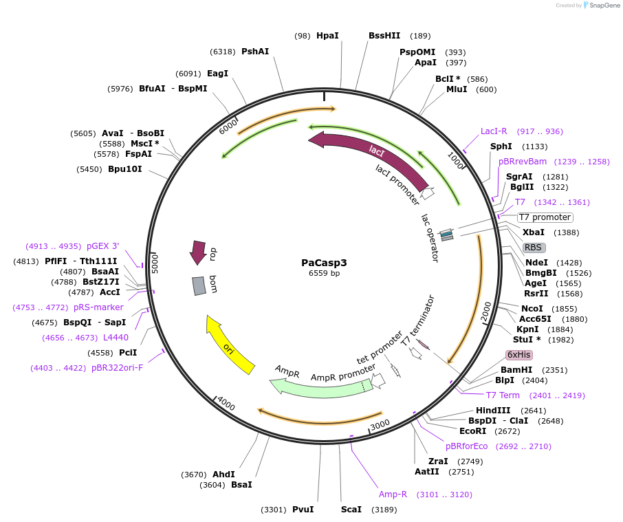 166052-plasmid-map-sequence-id-328270
