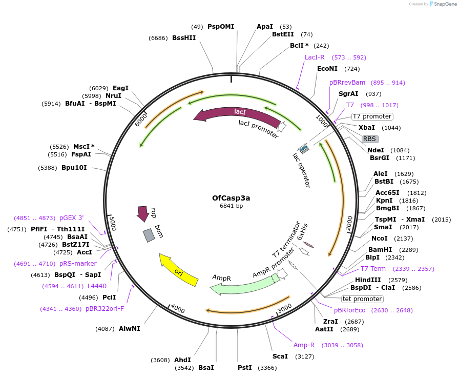 166053-plasmid-map-sequence-id-328272