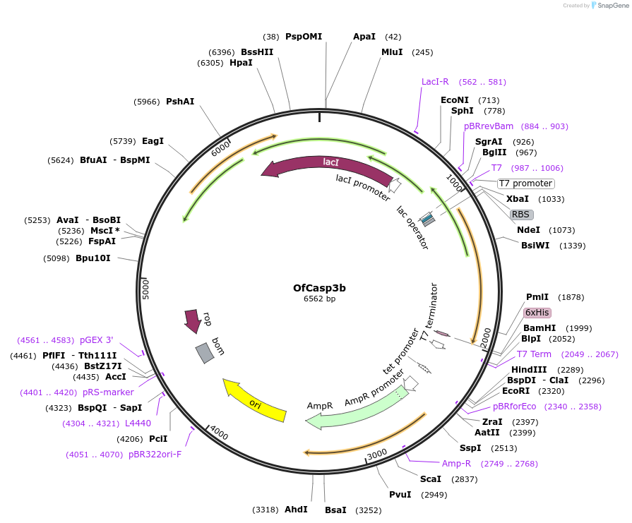 166054-plasmid-map-sequence-id-328273