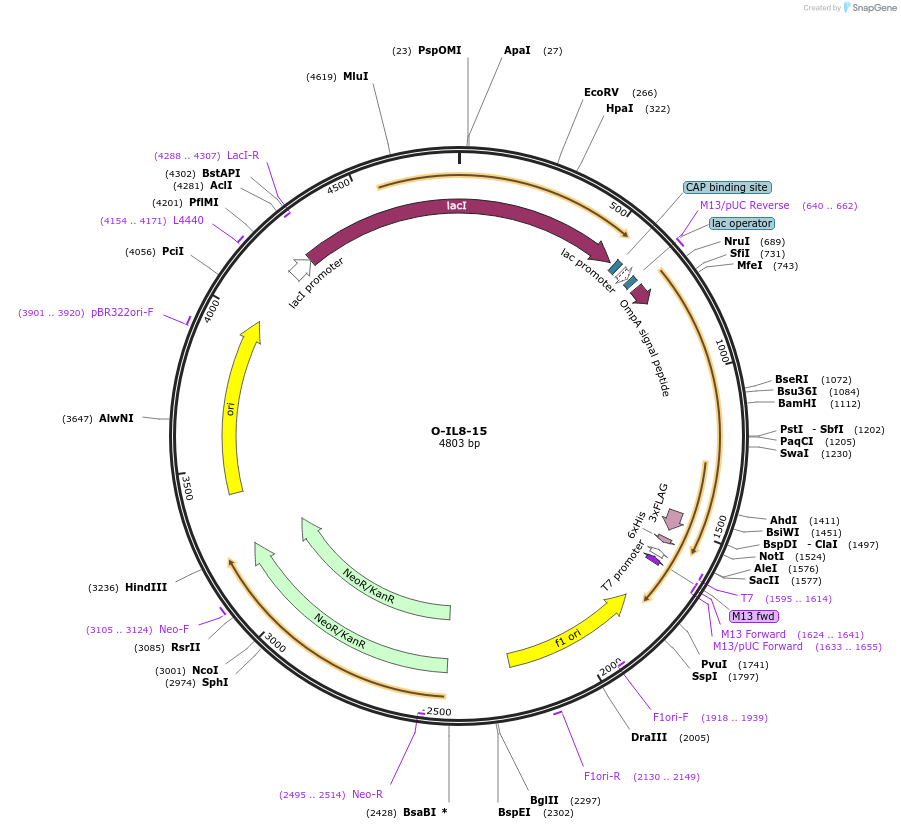 166544-plasmid-map-sequence-id-328277