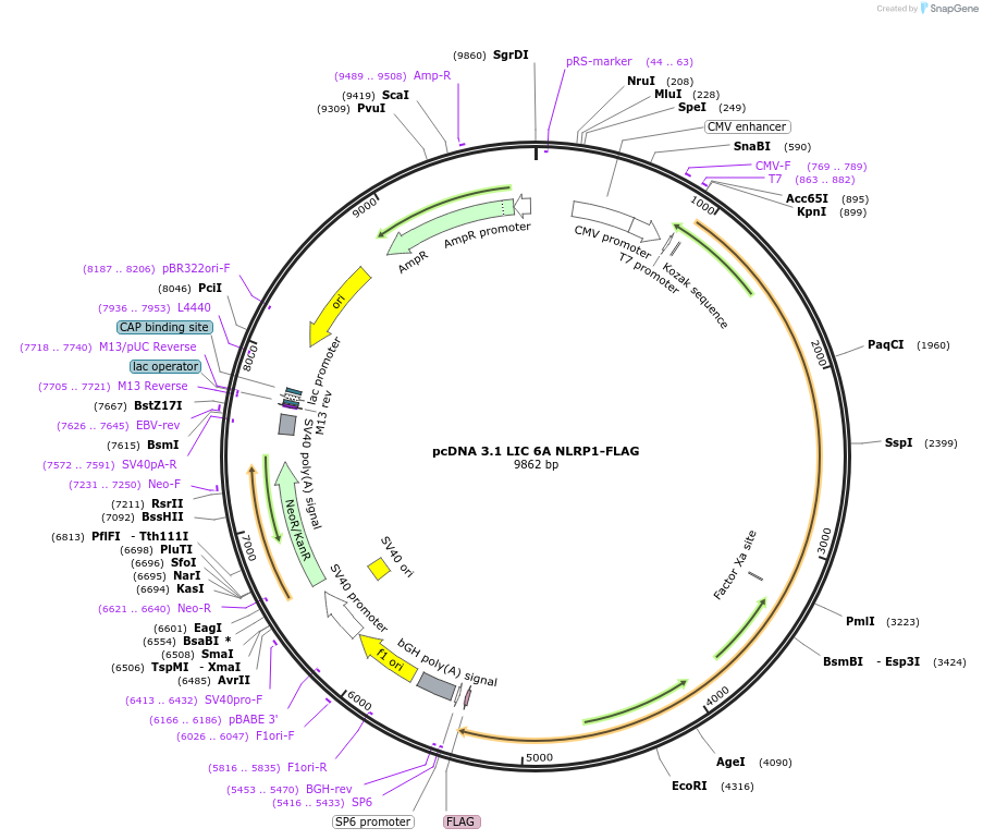 166803-plasmid-map-sequence-id-328310