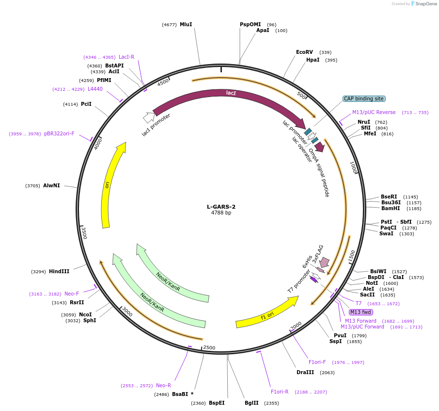 166531-plasmid-map-sequence-id-328315