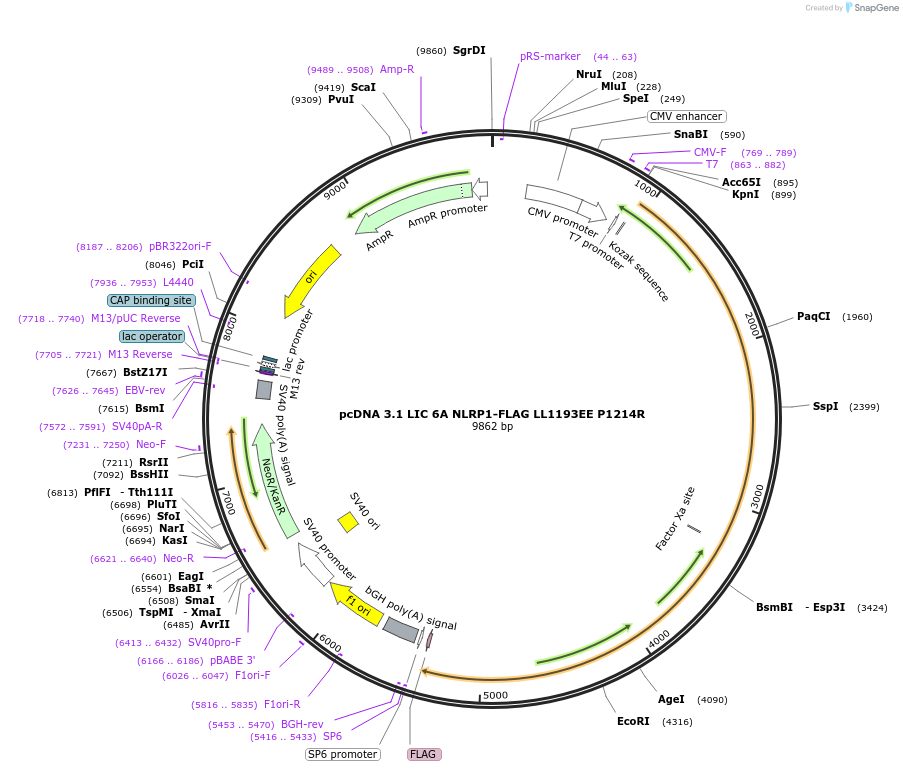 166810-plasmid-map-sequence-id-328325