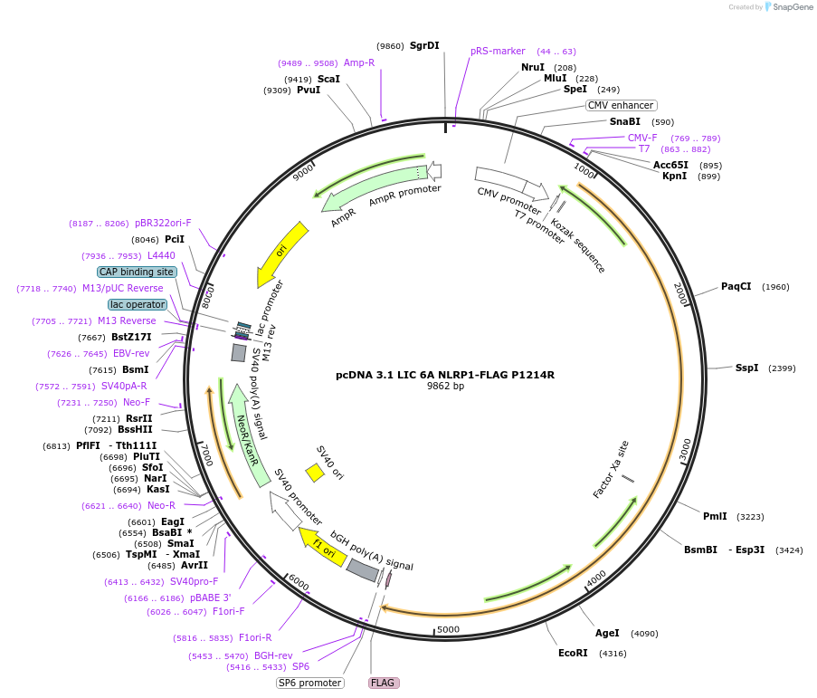 166806-plasmid-map-sequence-id-328327