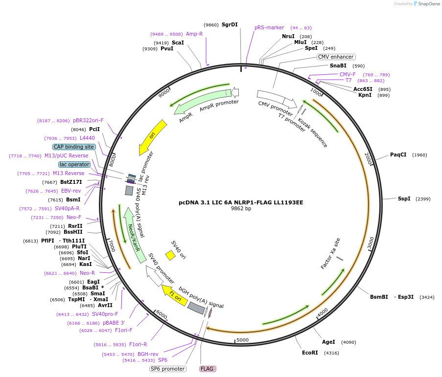 166805-plasmid-map-sequence-id-328336