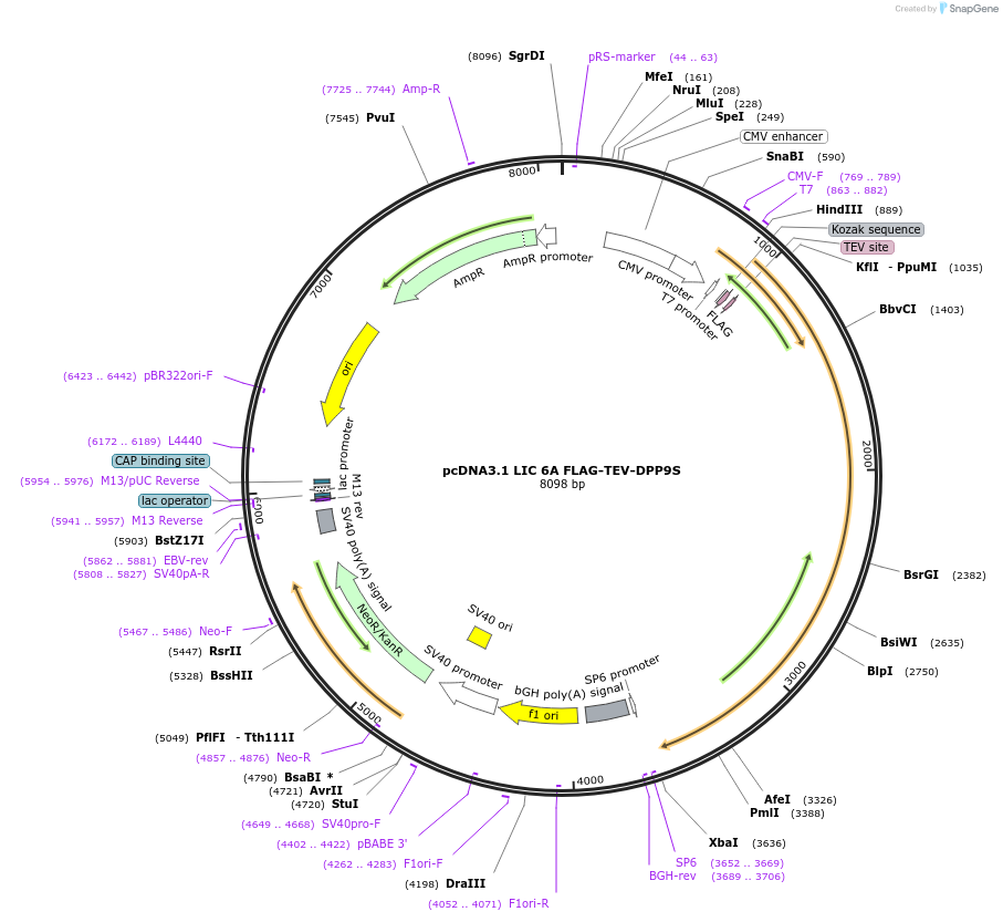 166794-plasmid-map-sequence-id-328343