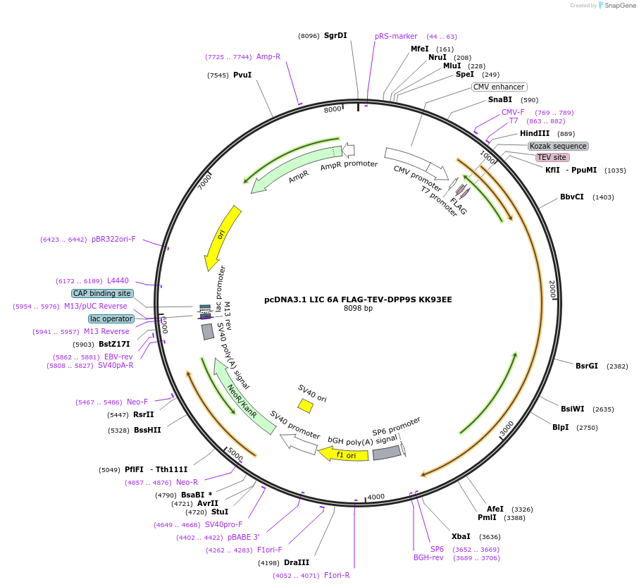 166796-plasmid-map-sequence-id-328356