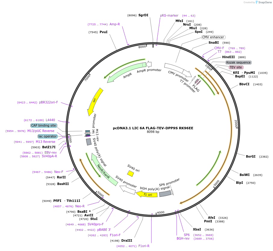 166797-plasmid-map-sequence-id-328368