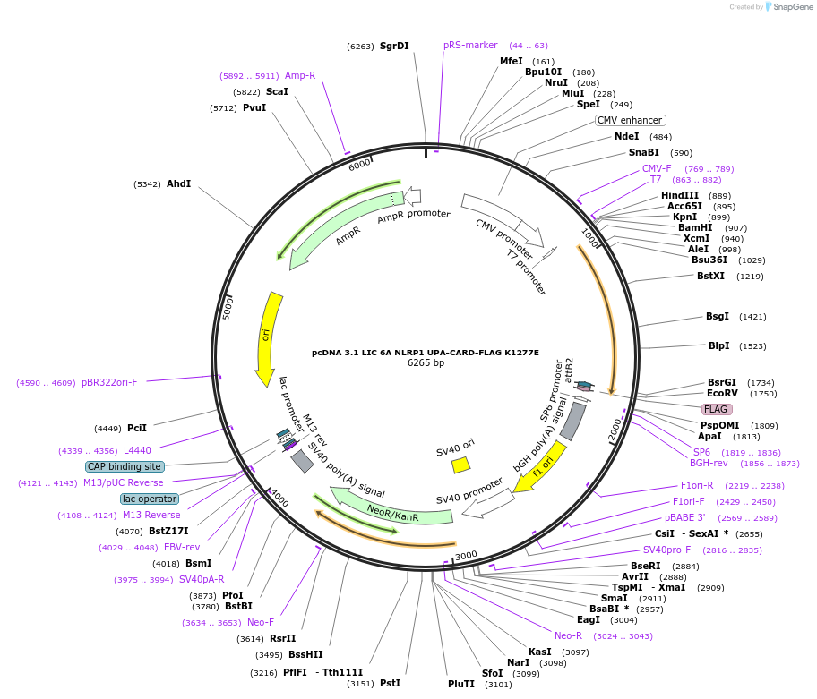 166813-plasmid-map-sequence-id-328384