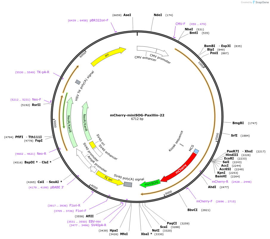 55092-plasmid-map-sequence-id-328409
