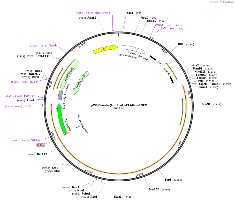 164691-plasmid-map-sequence-id-328518