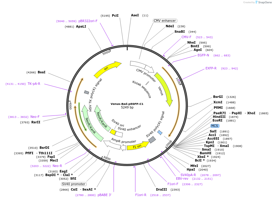 166733-plasmid-map-sequence-id-328522
