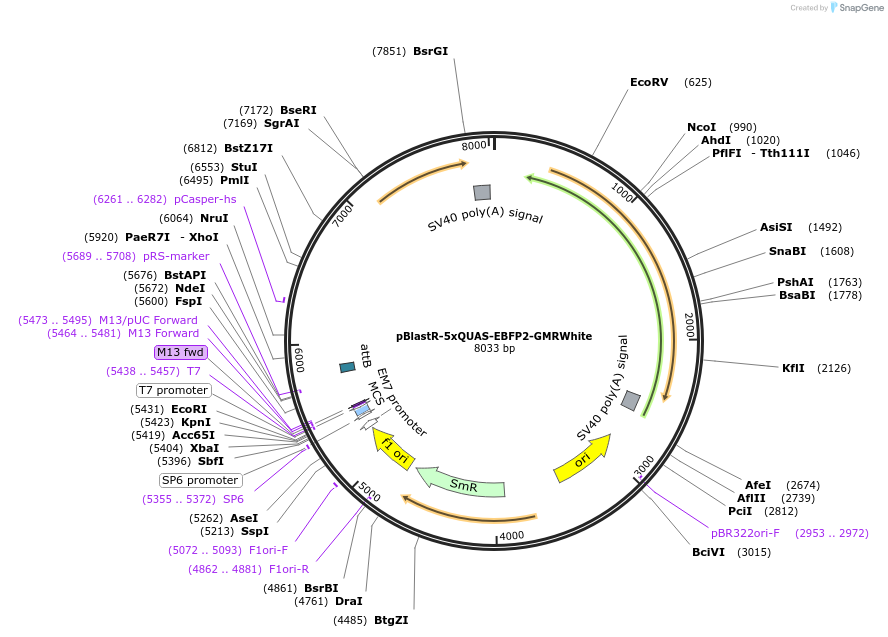 165921-plasmid-map-sequence-id-328534