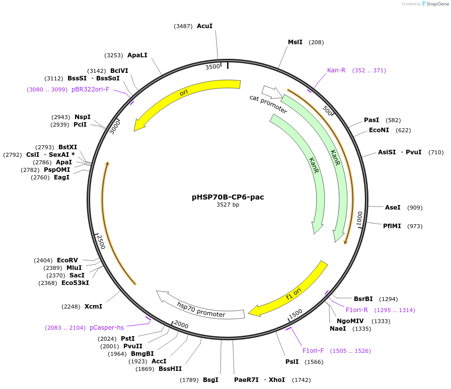 165877-plasmid-map-sequence-id-328536
