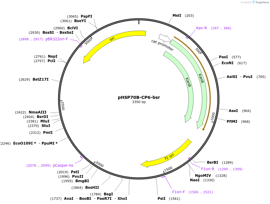 165878-plasmid-map-sequence-id-328537
