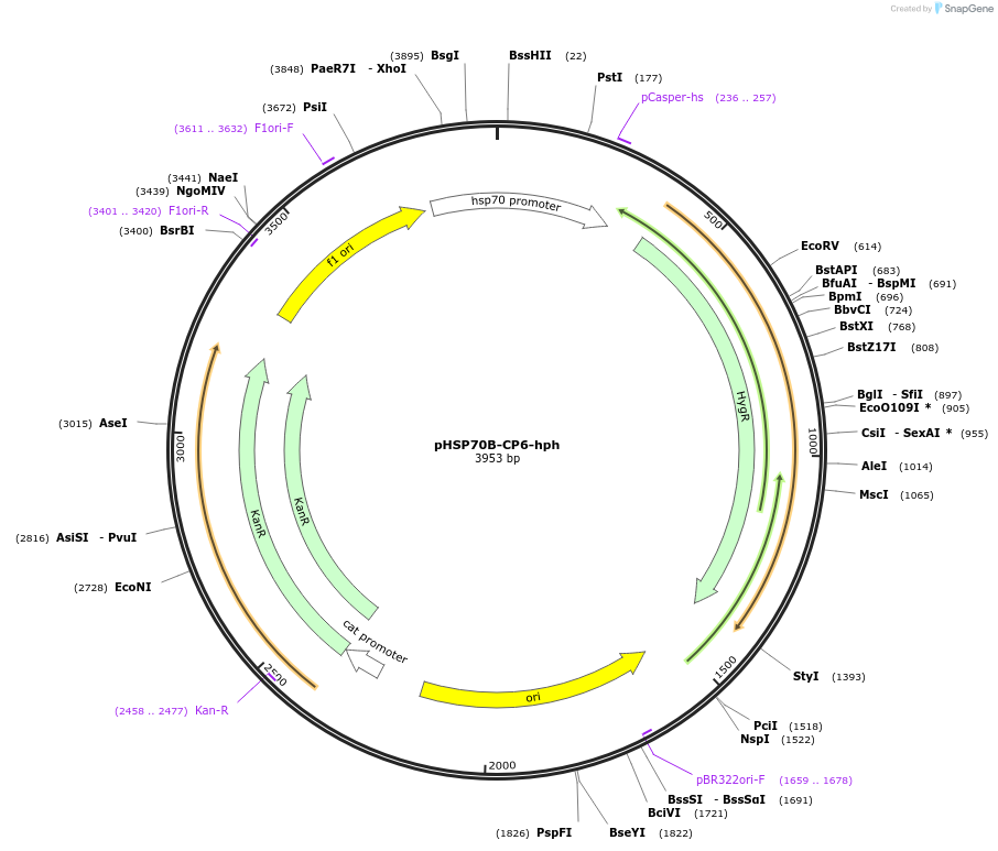 165879-plasmid-map-sequence-id-328538