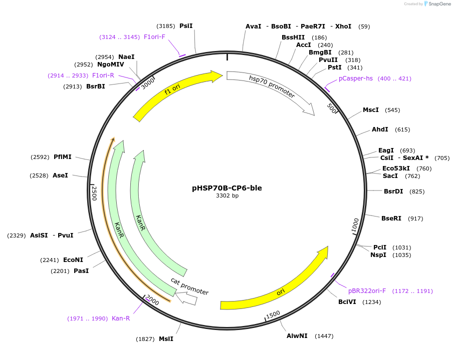 165880-plasmid-map-sequence-id-328540
