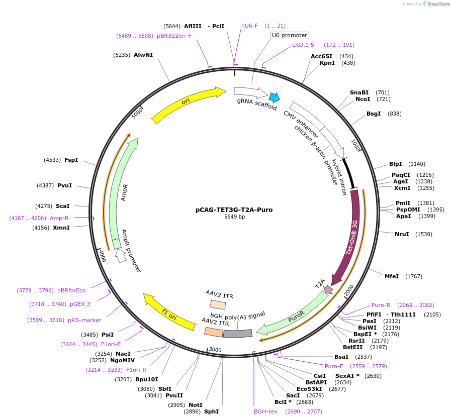 158067-plasmid-map-sequence-id-328546
