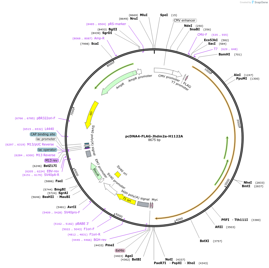 38140-plasmid-map-sequence-id-328550