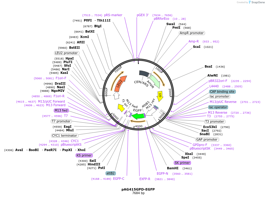 166137-plasmid-map-sequence-id-328573