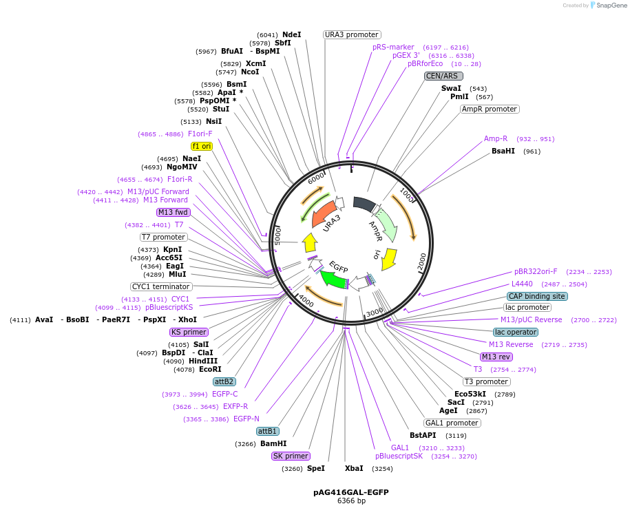166140-plasmid-map-sequence-id-328576