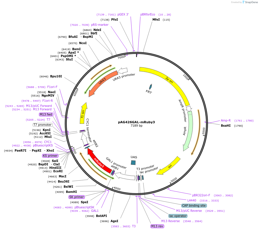 166144-plasmid-map-sequence-id-328579