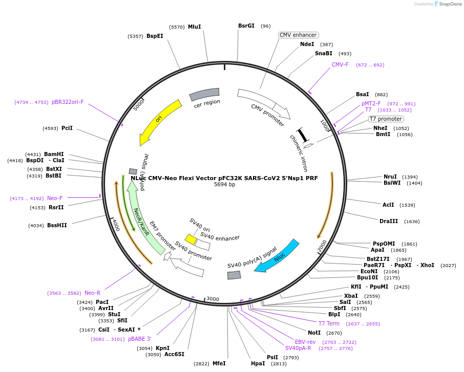 163317-plasmid-map-sequence-id-328584