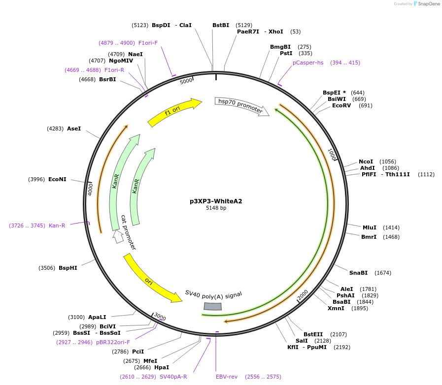 165875-plasmid-map-sequence-id-328792