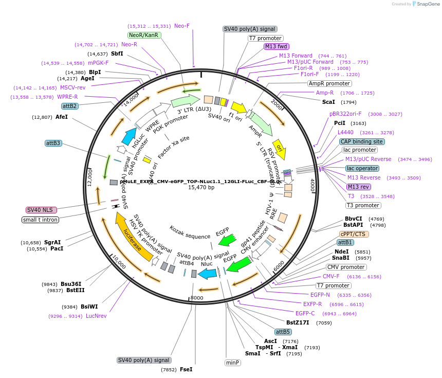 113862-plasmid-map-sequence-id-328796