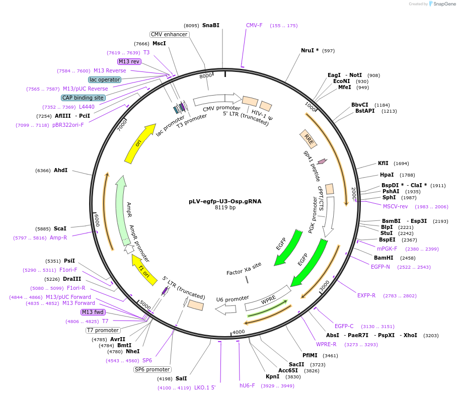 166034-plasmid-map-sequence-id-328816