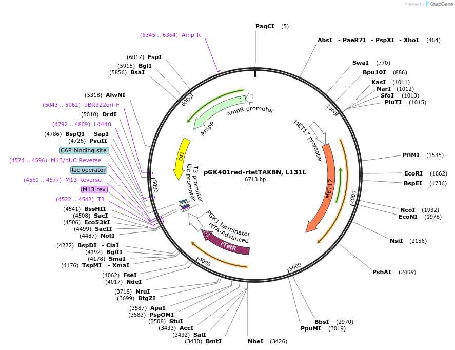 165968-plasmid-map-sequence-id-328819