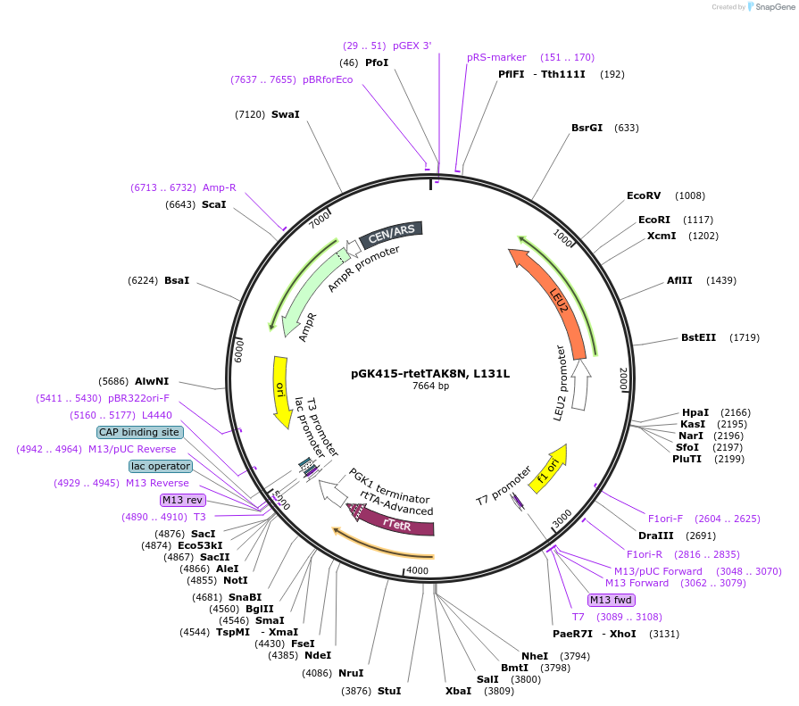 165969-plasmid-map-sequence-id-328820