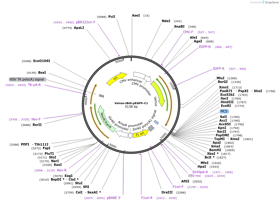 166736-plasmid-map-sequence-id-328824