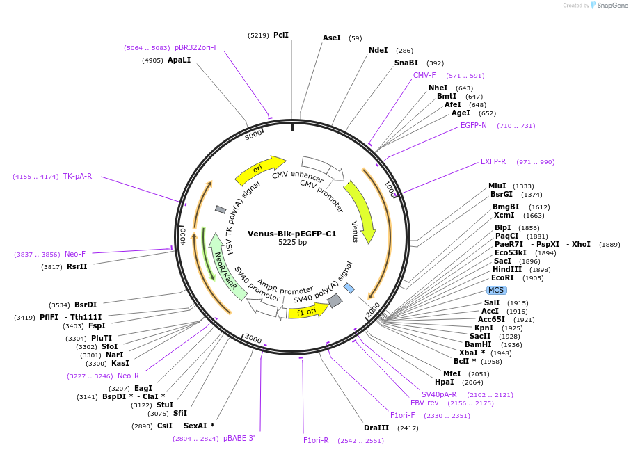 166737-plasmid-map-sequence-id-328826