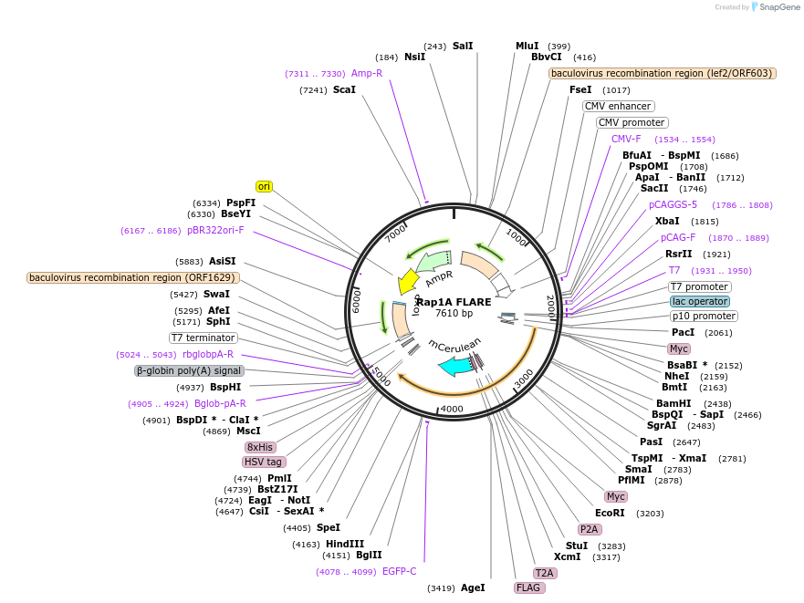 134926-plasmid-map-sequence-id-328828