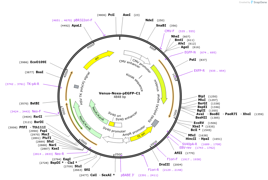 166738-plasmid-map-sequence-id-328831