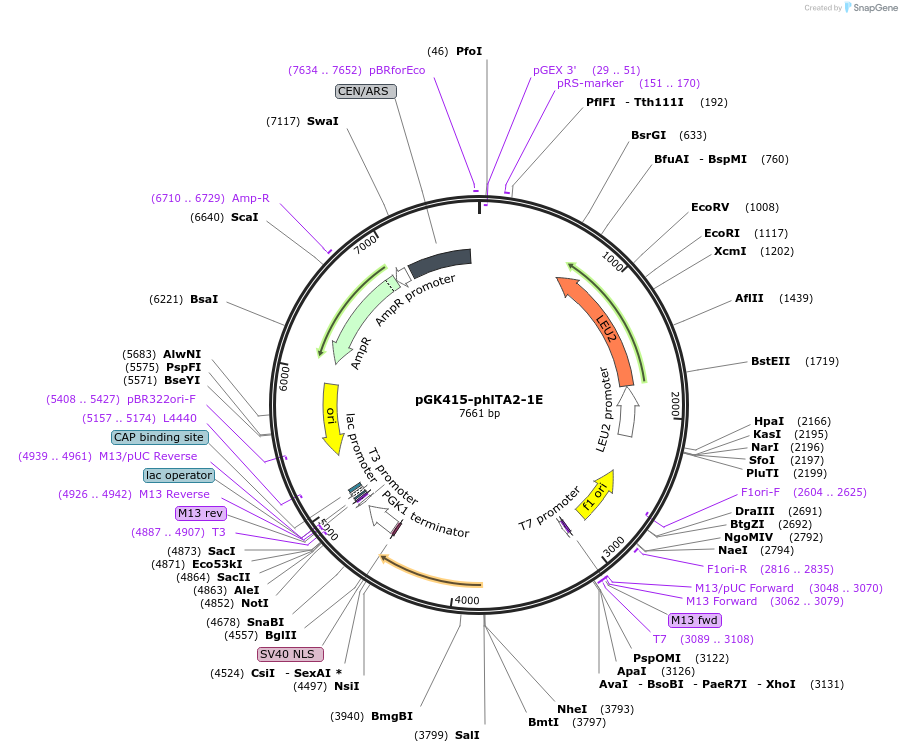 165970-plasmid-map-sequence-id-328832
