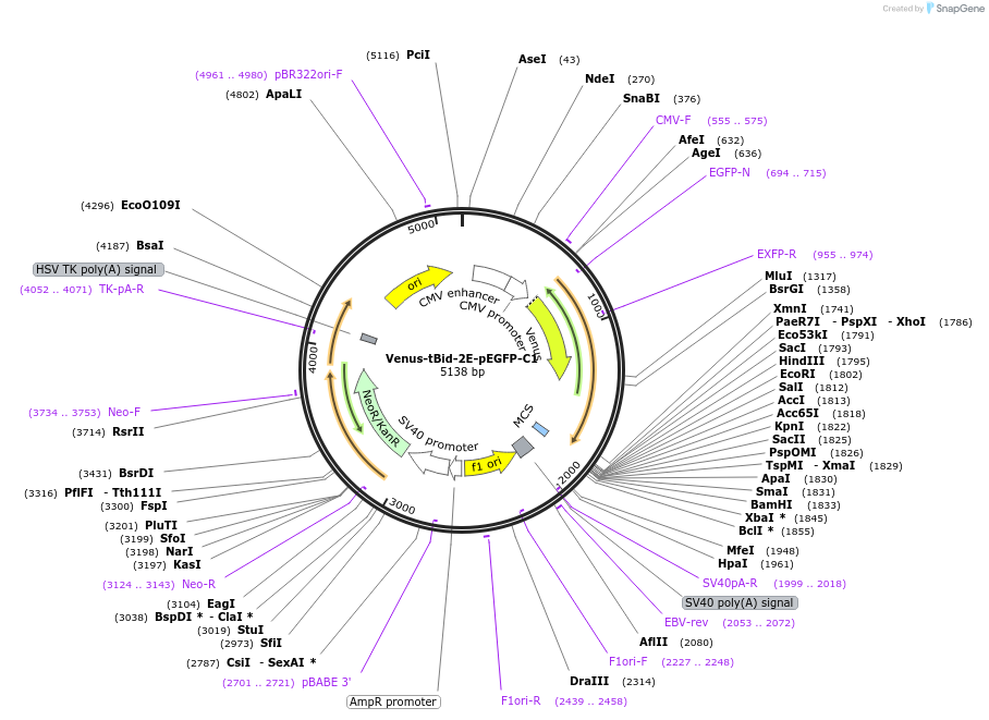 166747-plasmid-map-sequence-id-328838