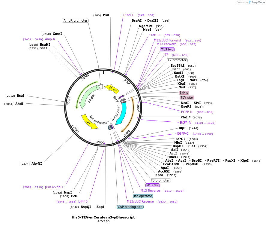 166757-plasmid-map-sequence-id-328839