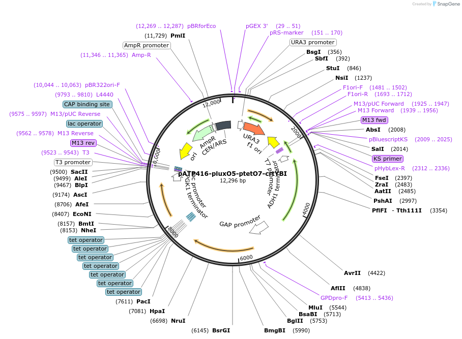 165975-plasmid-map-sequence-id-328841
