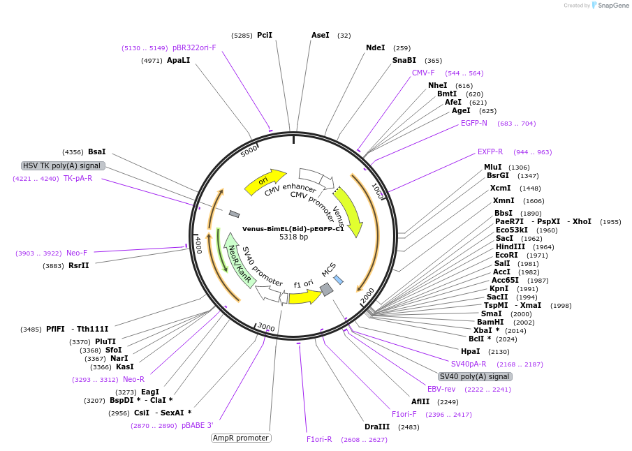 166759-plasmid-map-sequence-id-328842