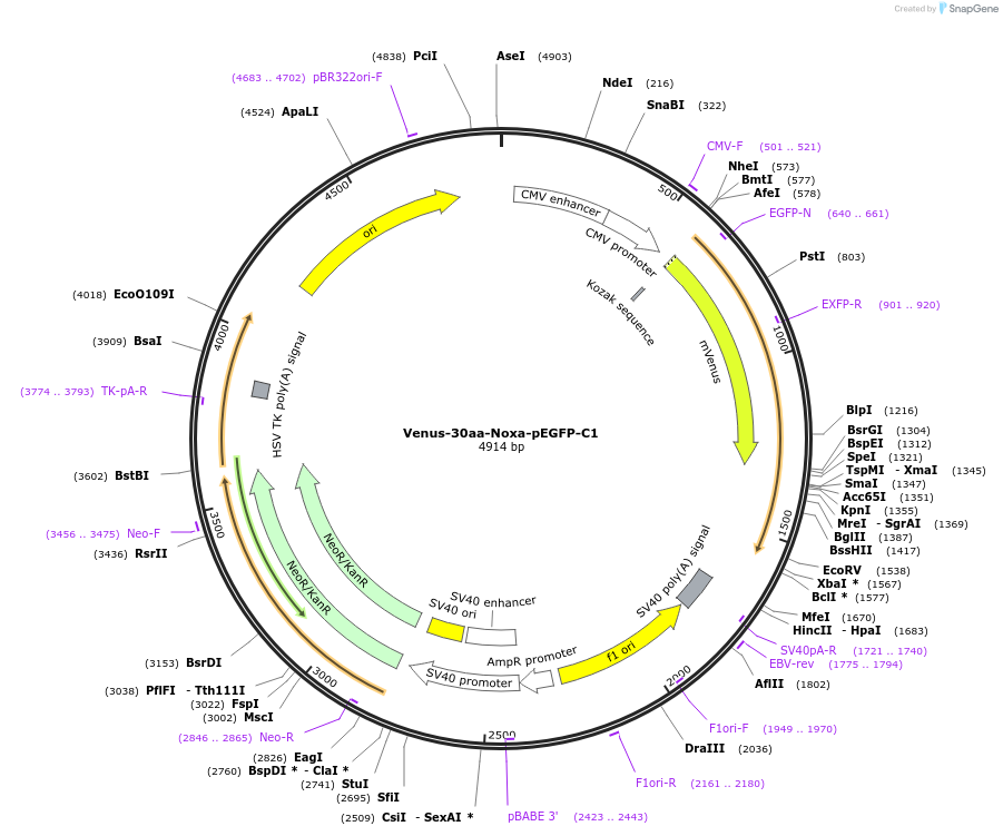 166762-plasmid-map-sequence-id-328844
