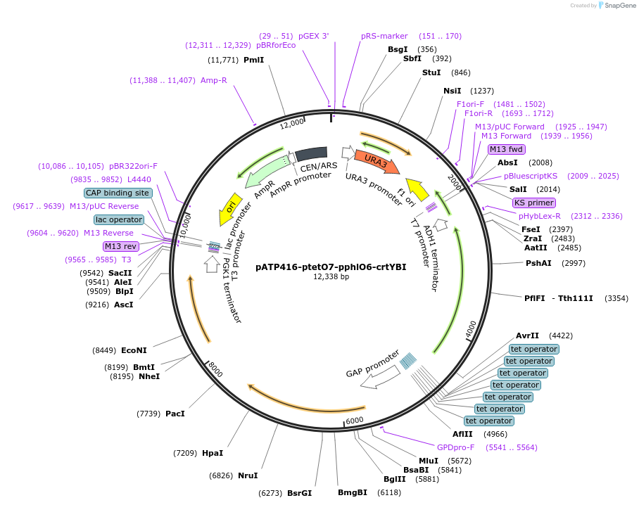 165976-plasmid-map-sequence-id-328850