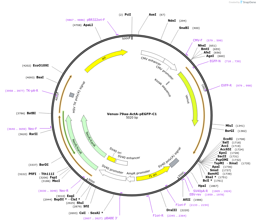 166763-plasmid-map-sequence-id-328851