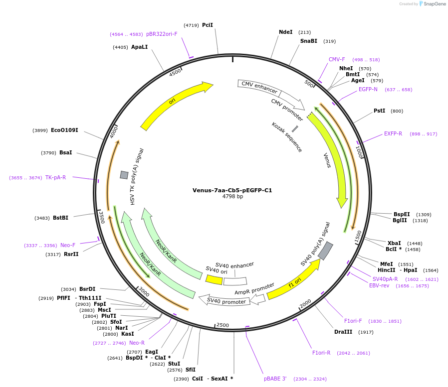 166764-plasmid-map-sequence-id-328853