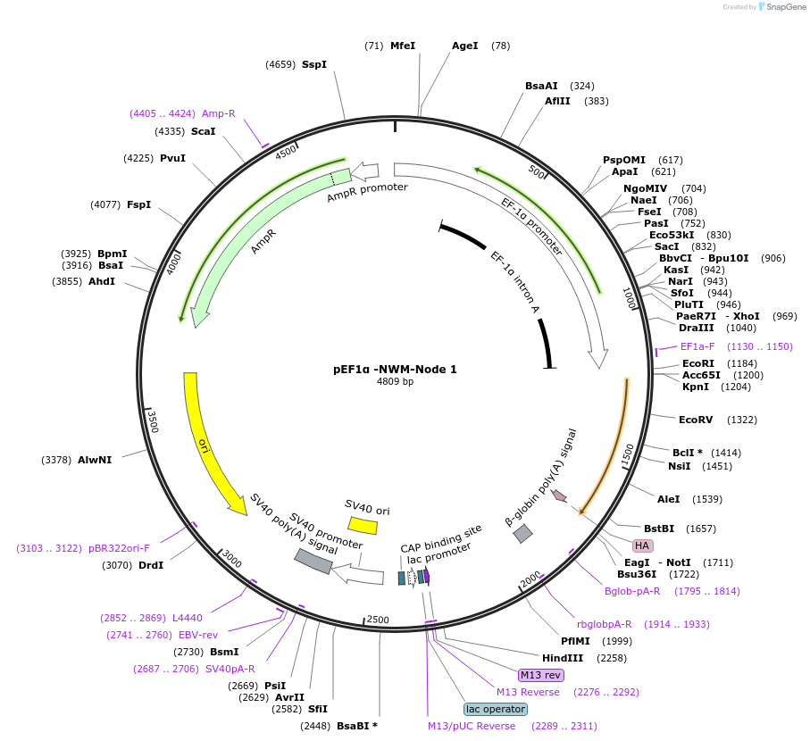 154253-plasmid-map-sequence-id-328855