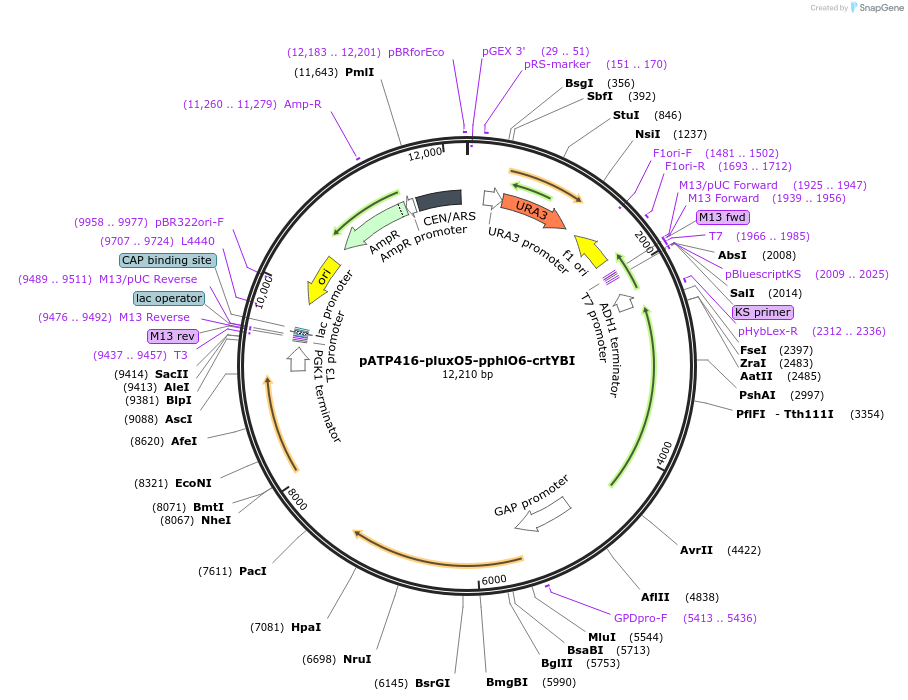 165977-plasmid-map-sequence-id-328856